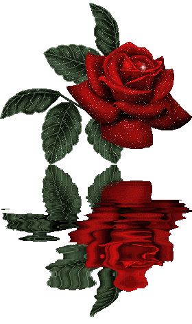 roseredbeautiful.gif